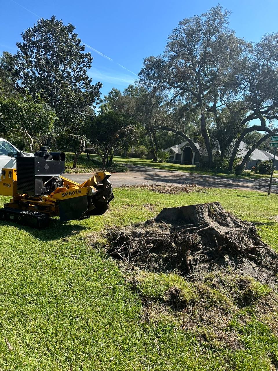 Professional stump grinding