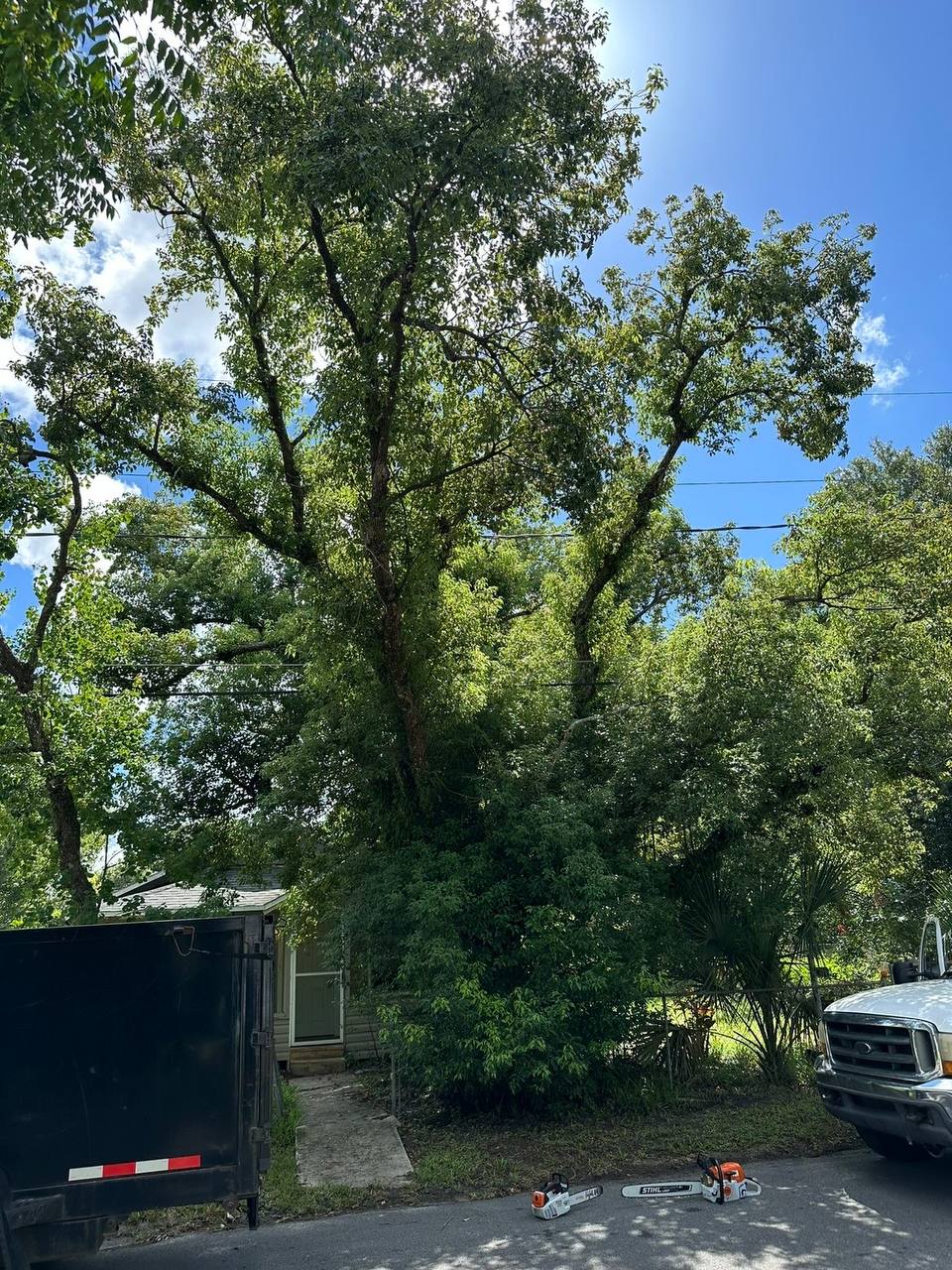 Stump removal project