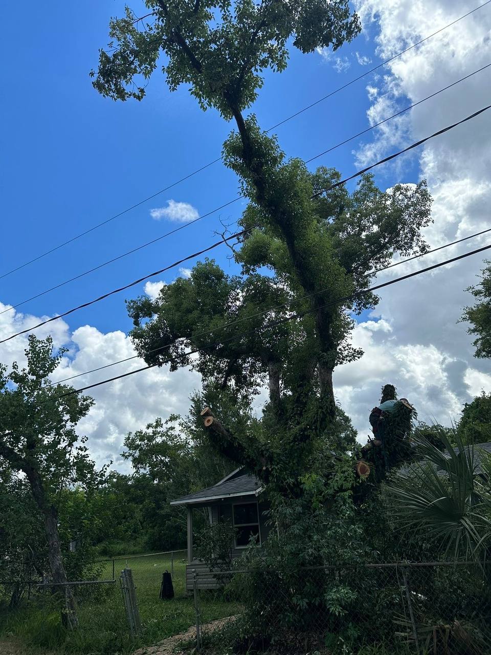 Land clearing service